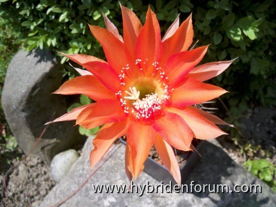 MEX.2014.0039.HSK.003