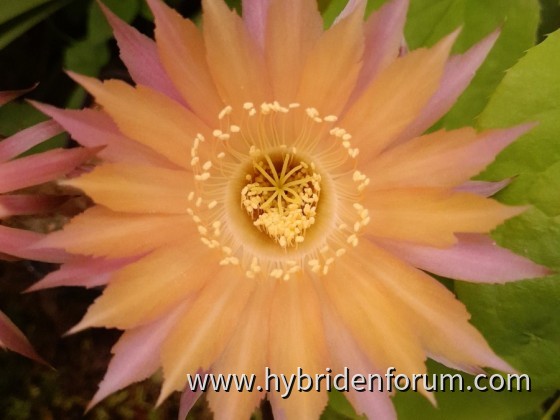 KRU.2015.0006.HSK.006      6cm