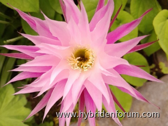 KRU.2011.0006.HSK.003     10cm