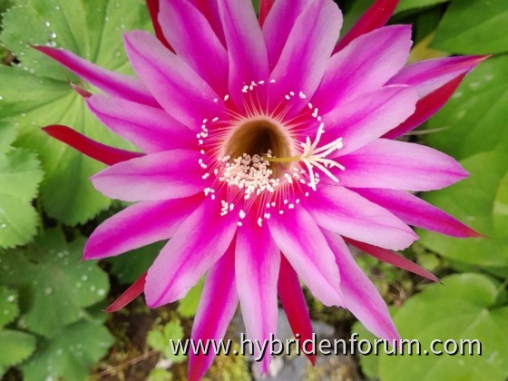 TMG.2017.0012.HSK.022        AGNr.: 6317     9,5cm