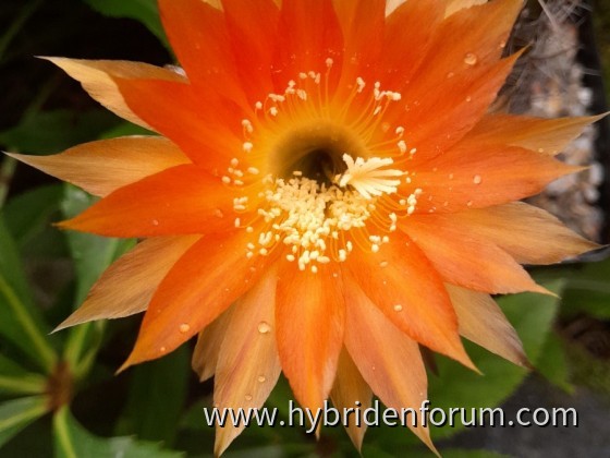 RAB.2012.0004.HSK.009    8cm