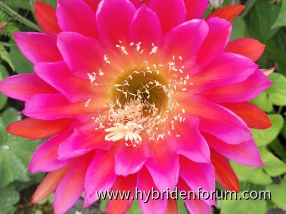 MXL.2013.0010.HSK.015      AGNR.:4561       13cm