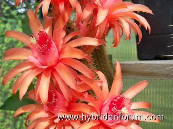 Andenken an F. Ritter