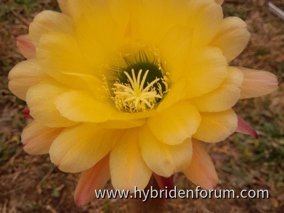 WH.2001.0091.002     14cm