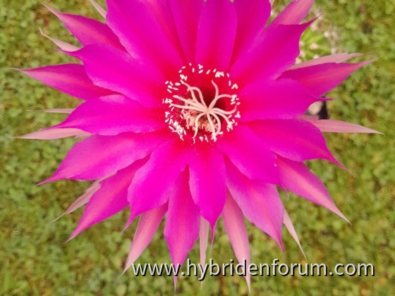 Paradiesvogel   12cm