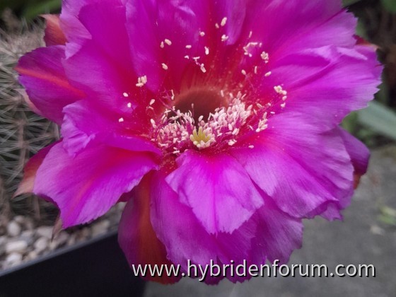 US.2013.0049.HSK.005     8cm