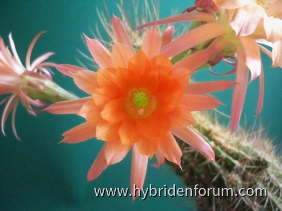 Orange mit Auge Kindel (3) von Leha 8,5 cm