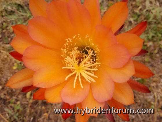 MAT.2013.0019.HSK.012     10cm