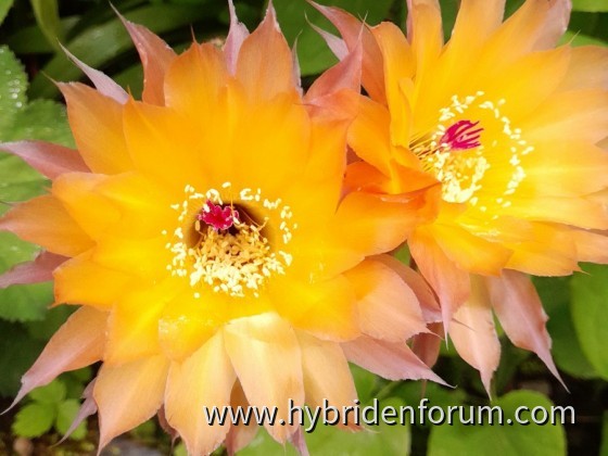 Lobivia amblayensis x TH Gräsers Überraschung      10cm