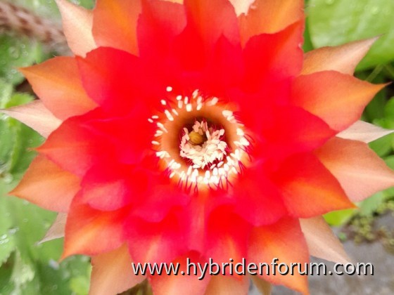 AKS.2015.0031.HSK.004   10cm