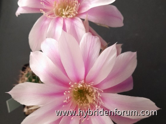 WST.2017.0003.HSK.005    8cm    AG6289     2. Tag