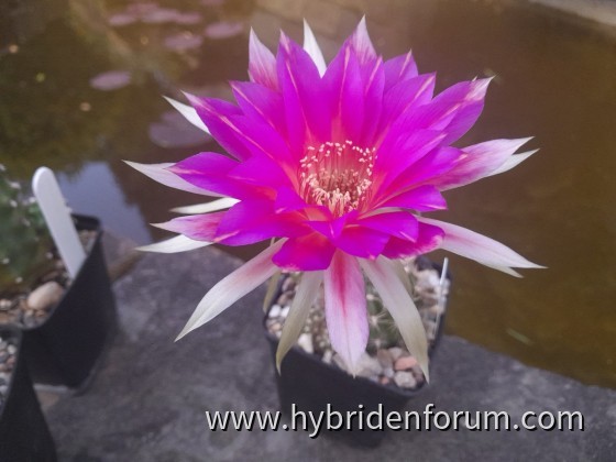 WST.2017.0003.HSK.009    AG6289     11vm    seitlich