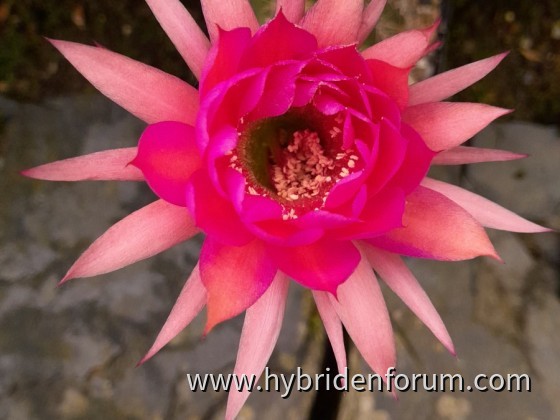 MEX.2013.A?.HSK.017 10cm    2. Tag