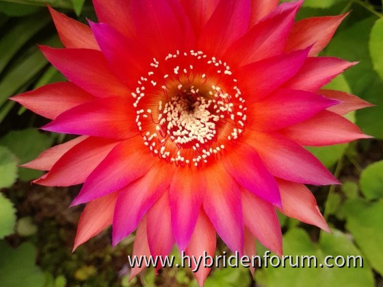 RAB.2013.0052.HSK.017a      9,5cm