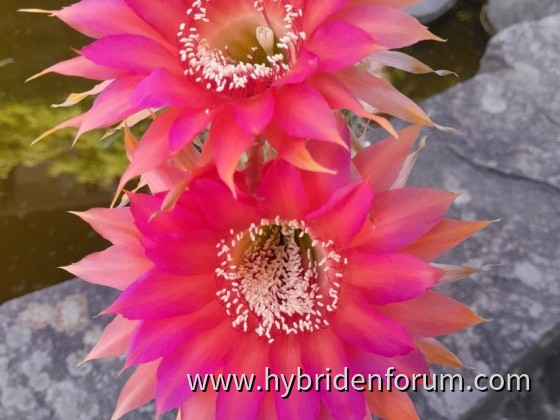 RAB.2012.0004.HSK.003    14cm