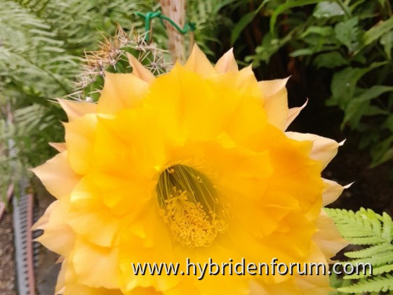 HDH.2009.0112.HSK.001       12cm