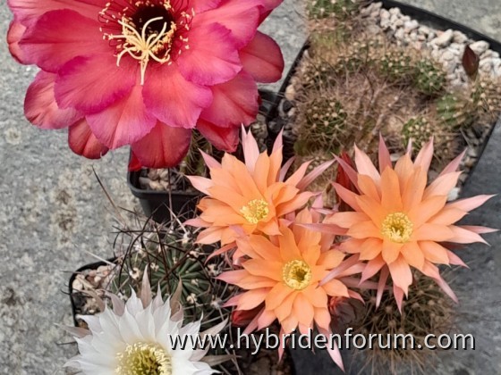 HEL.2013.0112.HSK.012    Orange mit Auge Leha(3)   Lobivia ferox