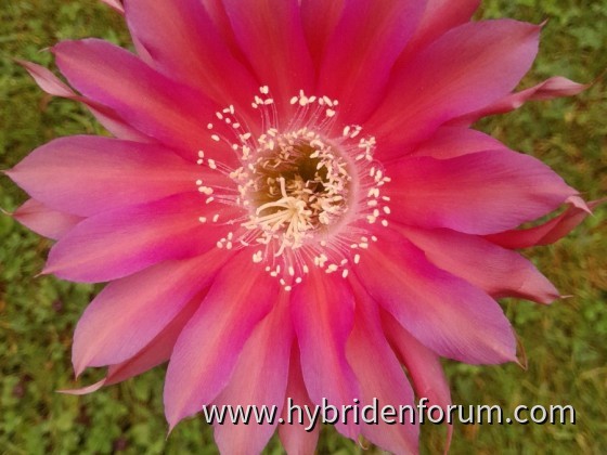 MEX.2014.0014.HSK.017      11cm