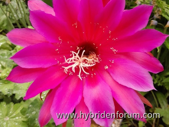 MAT.2013.0057.HSK.001     17cm