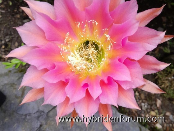 HEL.2013.0127.HSK.013       15cm