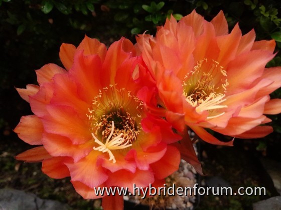 HEL.2013.0127.HSK.018     12cm