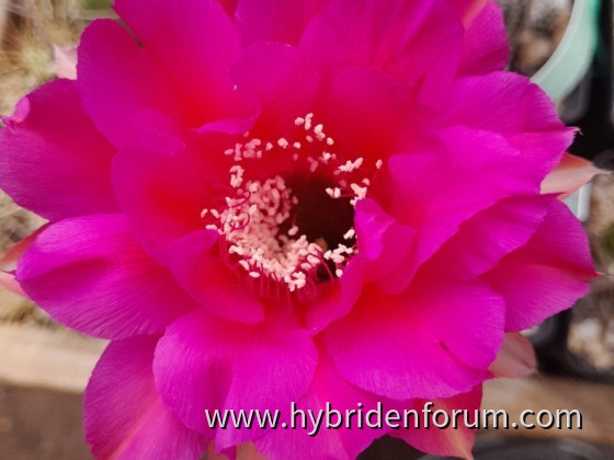 MAT.2013.0132.HSK.016      10cm