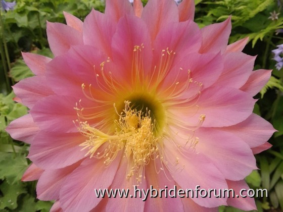 Orange California   18cm