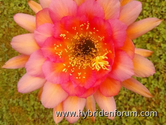 RL.1430.BS.01     14 cm