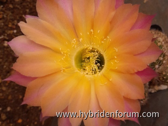 TS.09   2. Tag    9cm