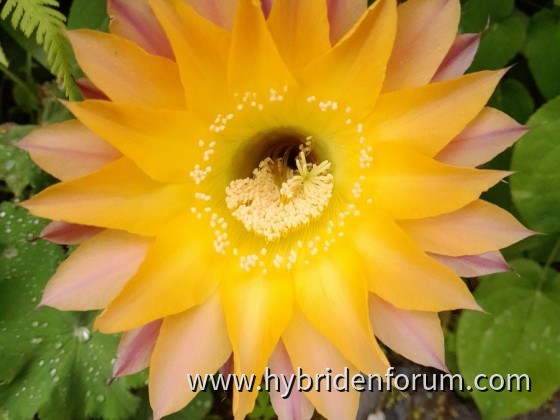 HDH.2010.0027.HSK.002      10,5cm