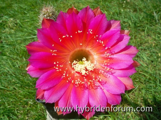 AN.2012.0049.HSK.005   10cm