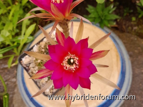 JT.2018.0201.HSK.010    8cm