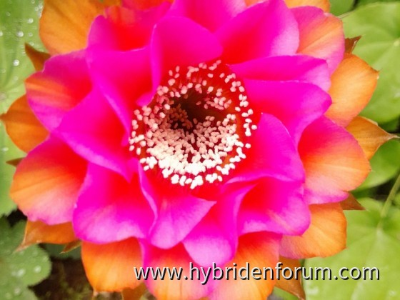 Aiko (Züchter Schick, benannt nach seiner Ehefrau)      8cm