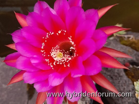 MEX.2013.A?.HSK.009    11cm