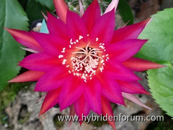 REX.2008.0034.012    7cm