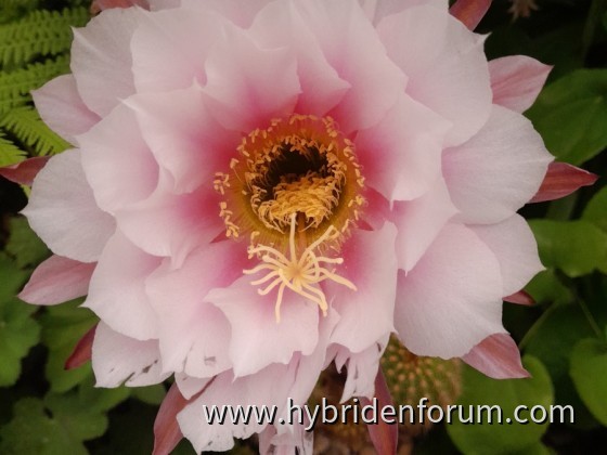 HEL.2012.0111.HSK.002    12cm