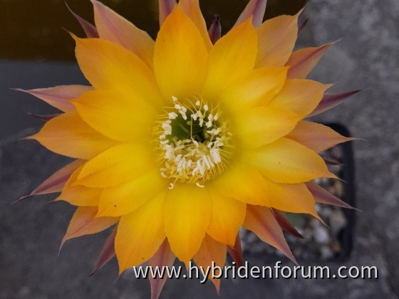 MAT.2013.0132.HSK.044    7cm