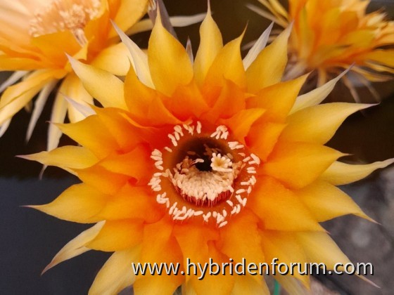 RAB.2012.0003.HSK.002    11cm      2.