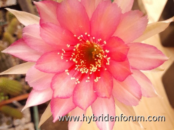 JT.2018.0114.HSK.007     8 cm