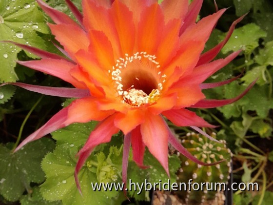 OE.2013.0014.HSK.012  seitlich